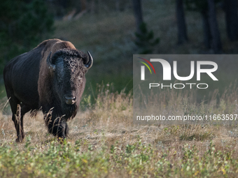 The American Bison, called ''Tatanka'' by the Native American Tribes of the West, is the largest free-roaming mammal in the United States, w...