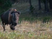 The American Bison, called ''Tatanka'' by the Native American Tribes of the West, is the largest free-roaming mammal in the United States, w...