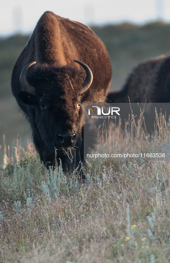 The American Bison, called ''Tatanka'' by the Native American Tribes of the West, is the largest free-roaming mammal in the United States, w...