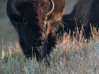 The American Bison, called ''Tatanka'' by the Native American Tribes of the West, is the largest free-roaming mammal in the United States, w...