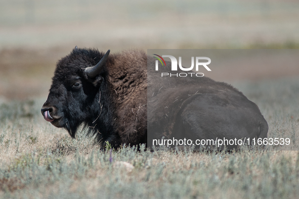 The American Bison, called ''Tatanka'' by the Native American Tribes of the West, is the largest free-roaming mammal in the United States, w...