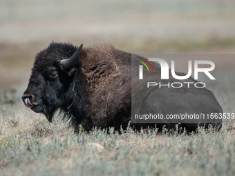 The American Bison, called ''Tatanka'' by the Native American Tribes of the West, is the largest free-roaming mammal in the United States, w...