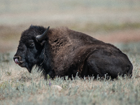 The American Bison, called ''Tatanka'' by the Native American Tribes of the West, is the largest free-roaming mammal in the United States, w...