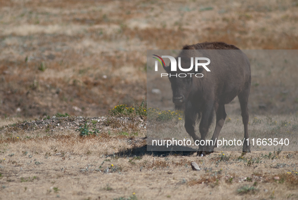 The American Bison, called ''Tatanka'' by the Native American Tribes of the West, is the largest free-roaming mammal in the United States, w...