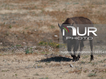 The American Bison, called ''Tatanka'' by the Native American Tribes of the West, is the largest free-roaming mammal in the United States, w...