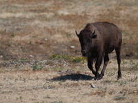 The American Bison, called ''Tatanka'' by the Native American Tribes of the West, is the largest free-roaming mammal in the United States, w...