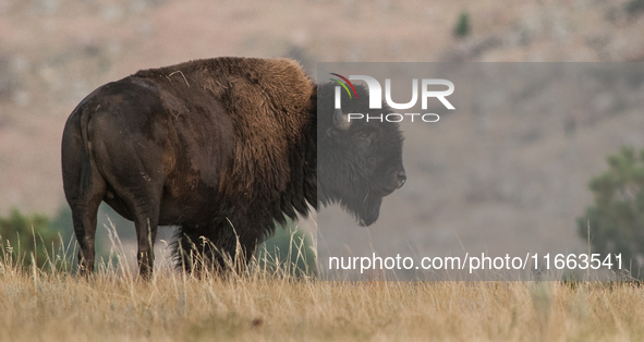 The American Bison, called ''Tatanka'' by the Native American Tribes of the West, is the largest free-roaming mammal in the United States, w...