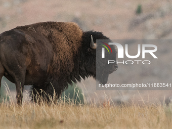 The American Bison, called ''Tatanka'' by the Native American Tribes of the West, is the largest free-roaming mammal in the United States, w...