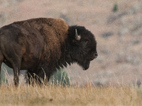 The American Bison, called ''Tatanka'' by the Native American Tribes of the West, is the largest free-roaming mammal in the United States, w...