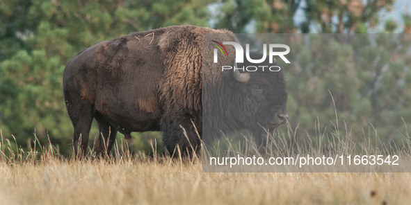 The American Bison, called ''Tatanka'' by the Native American Tribes of the West, is the largest free-roaming mammal in the United States, w...