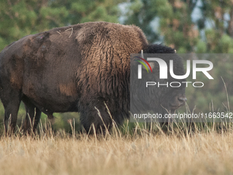 The American Bison, called ''Tatanka'' by the Native American Tribes of the West, is the largest free-roaming mammal in the United States, w...