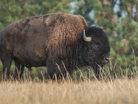 The American Bison, called ''Tatanka'' by the Native American Tribes of the West, is the largest free-roaming mammal in the United States, w...