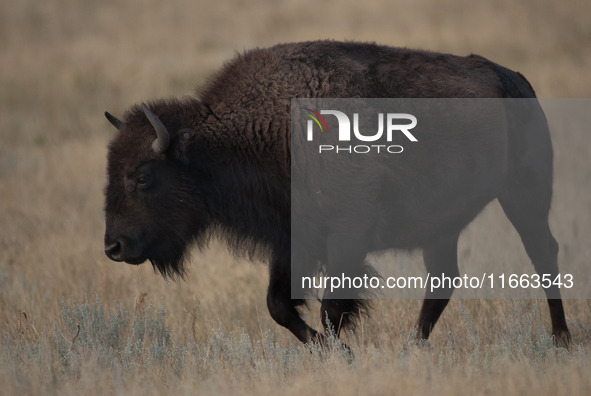 The American Bison, called ''Tatanka'' by the Native American Tribes of the West, is the largest free-roaming mammal in the United States, w...