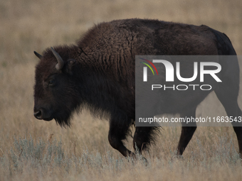 The American Bison, called ''Tatanka'' by the Native American Tribes of the West, is the largest free-roaming mammal in the United States, w...