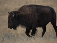 The American Bison, called ''Tatanka'' by the Native American Tribes of the West, is the largest free-roaming mammal in the United States, w...