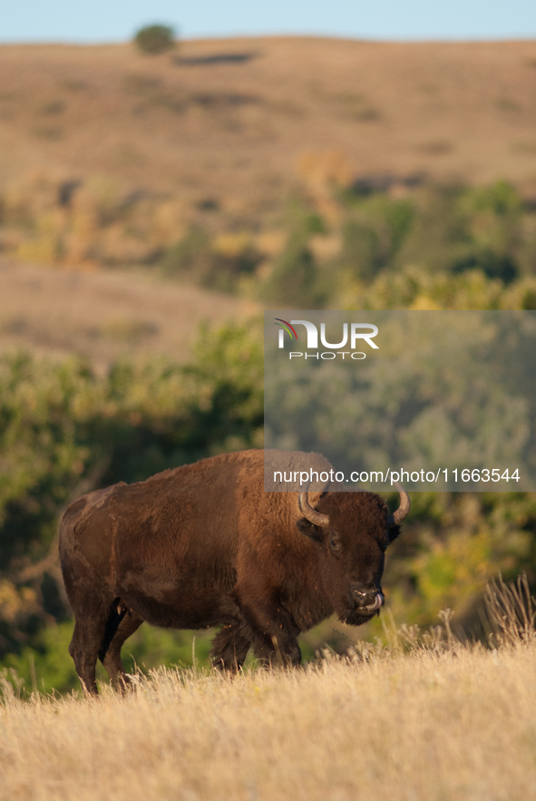 The American Bison, called ''Tatanka'' by the Native American Tribes of the West, is the largest free-roaming mammal in the United States, w...