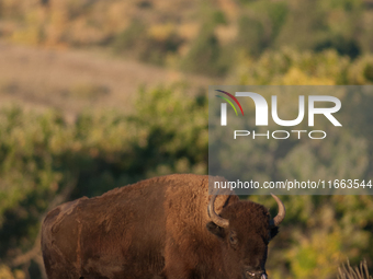 The American Bison, called ''Tatanka'' by the Native American Tribes of the West, is the largest free-roaming mammal in the United States, w...