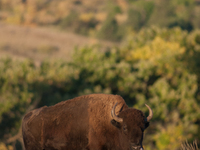 The American Bison, called ''Tatanka'' by the Native American Tribes of the West, is the largest free-roaming mammal in the United States, w...