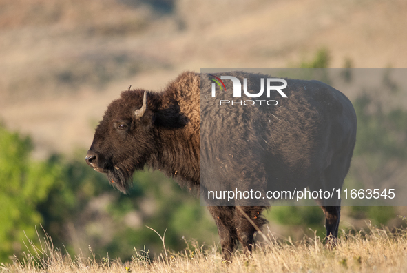 The American Bison, called ''Tatanka'' by the Native American Tribes of the West, is the largest free-roaming mammal in the United States, w...