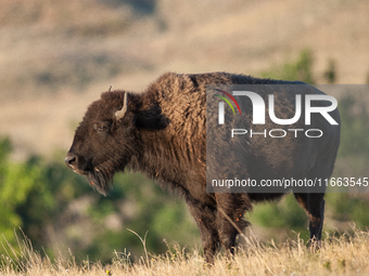 The American Bison, called ''Tatanka'' by the Native American Tribes of the West, is the largest free-roaming mammal in the United States, w...