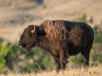 The American Bison, called ''Tatanka'' by the Native American Tribes of the West, is the largest free-roaming mammal in the United States, w...