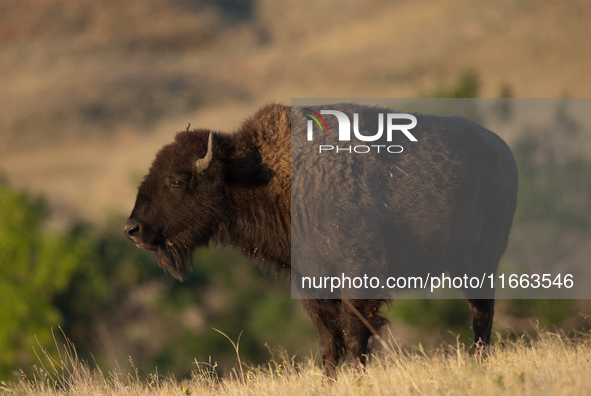 The American Bison, called ''Tatanka'' by the Native American Tribes of the West, is the largest free-roaming mammal in the United States, w...