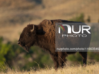 The American Bison, called ''Tatanka'' by the Native American Tribes of the West, is the largest free-roaming mammal in the United States, w...