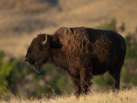 The American Bison, called ''Tatanka'' by the Native American Tribes of the West, is the largest free-roaming mammal in the United States, w...