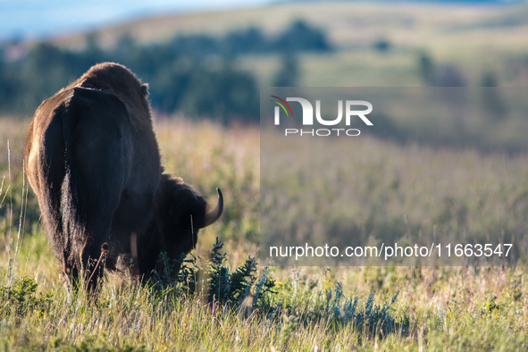 The American Bison, called ''Tatanka'' by the Native American Tribes of the West, is the largest free-roaming mammal in the United States, w...