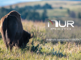 The American Bison, called ''Tatanka'' by the Native American Tribes of the West, is the largest free-roaming mammal in the United States, w...