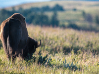 The American Bison, called ''Tatanka'' by the Native American Tribes of the West, is the largest free-roaming mammal in the United States, w...