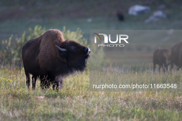 The American Bison, called ''Tatanka'' by the Native American Tribes of the West, is the largest free-roaming mammal in the United States, w...