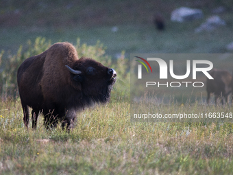 The American Bison, called ''Tatanka'' by the Native American Tribes of the West, is the largest free-roaming mammal in the United States, w...