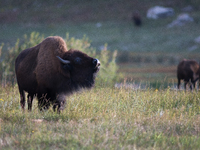 The American Bison, called ''Tatanka'' by the Native American Tribes of the West, is the largest free-roaming mammal in the United States, w...