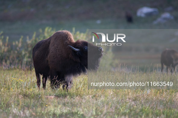 The American Bison, called ''Tatanka'' by the Native American Tribes of the West, is the largest free-roaming mammal in the United States, w...