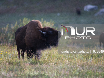 The American Bison, called ''Tatanka'' by the Native American Tribes of the West, is the largest free-roaming mammal in the United States, w...