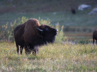 The American Bison, called ''Tatanka'' by the Native American Tribes of the West, is the largest free-roaming mammal in the United States, w...