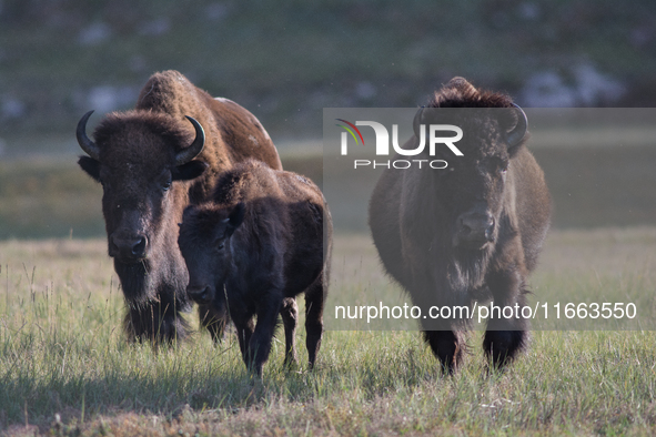 The American Bison, called ''Tatanka'' by the Native American Tribes of the West, is the largest free-roaming mammal in the United States, w...