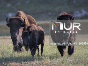 The American Bison, called ''Tatanka'' by the Native American Tribes of the West, is the largest free-roaming mammal in the United States, w...