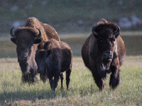 The American Bison, called ''Tatanka'' by the Native American Tribes of the West, is the largest free-roaming mammal in the United States, w...