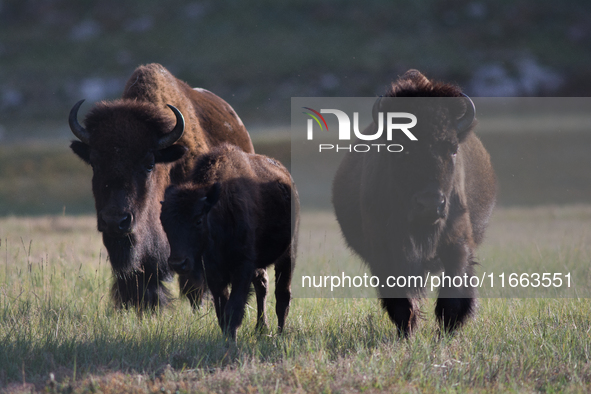 The American Bison, called ''Tatanka'' by the Native American Tribes of the West, is the largest free-roaming mammal in the United States, w...