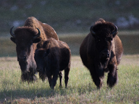 The American Bison, called ''Tatanka'' by the Native American Tribes of the West, is the largest free-roaming mammal in the United States, w...