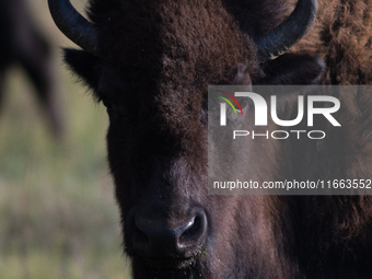 The American Bison, called ''Tatanka'' by the Native American Tribes of the West, is the largest free-roaming mammal in the United States, w...