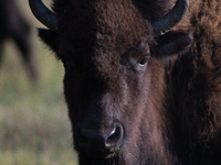 The American Bison, called ''Tatanka'' by the Native American Tribes of the West, is the largest free-roaming mammal in the United States, w...