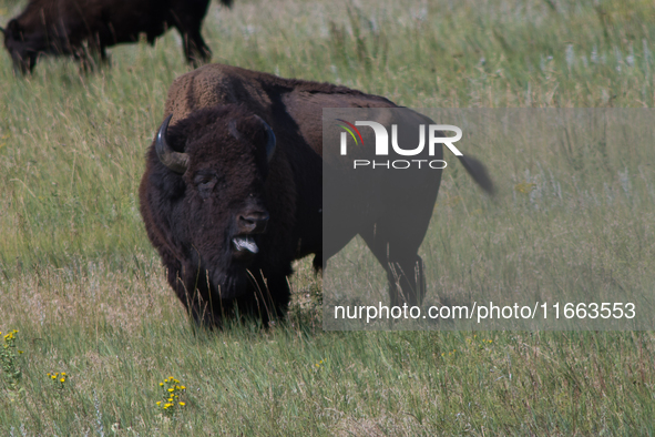 The American Bison, called ''Tatanka'' by the Native American Tribes of the West, is the largest free-roaming mammal in the United States, w...