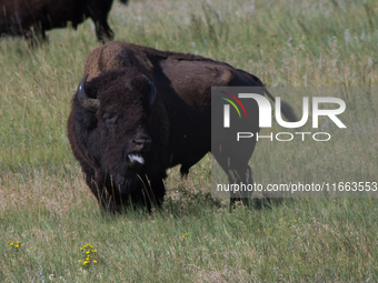 The American Bison, called ''Tatanka'' by the Native American Tribes of the West, is the largest free-roaming mammal in the United States, w...