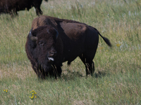 The American Bison, called ''Tatanka'' by the Native American Tribes of the West, is the largest free-roaming mammal in the United States, w...