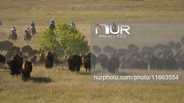 The American Bison, called ''Tatanka'' by the Native American Tribes of the West, is the largest free-roaming mammal in the United States, w...