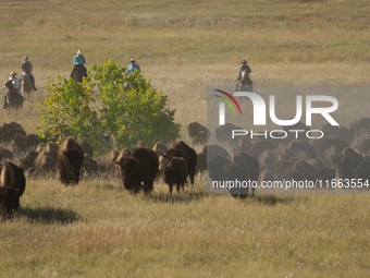 The American Bison, called ''Tatanka'' by the Native American Tribes of the West, is the largest free-roaming mammal in the United States, w...