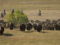 The American Bison, called ''Tatanka'' by the Native American Tribes of the West, is the largest free-roaming mammal in the United States, w...